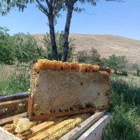 عسل طبیعی