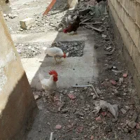 سلام فروش مرغ محلی