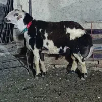 قوچ میش بره