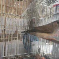 جوجه فنچ کینگ نر