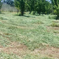 خدمات  یونچه چینی
