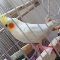 طوطی