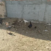 جوجه مرغ و خروس