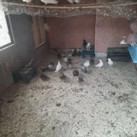 کبوترتهرانی