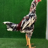 یک عدد خروس لاری ۱۱ ماهه