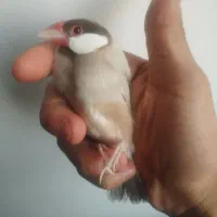 جفت فنچ نرگسی شکلاتی  جاوا