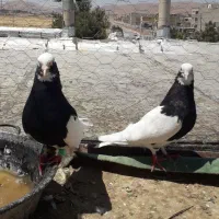 سلام  فروش  تعدادی کبوتر عالی  مخصوص عشق بازها