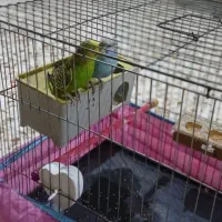 مرغ عشق نر وماده سرحال وجوان  بدون قفس