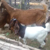 فروش بز نژدی اصیل با کهره ماده