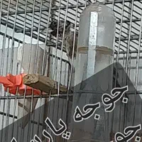 سهره نر