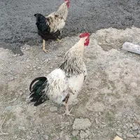 مرغ و خروس