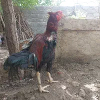 خروس۲ ومرغ لاری۳
