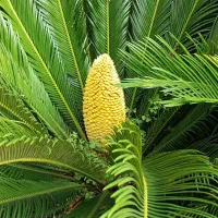 گل ‌سکاس