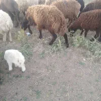 بره نر