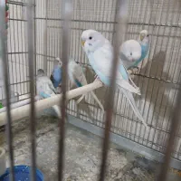 مرغ عشق