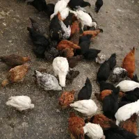 جوجه گلپایگان ومحلی