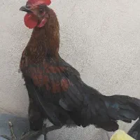 خروس خانگی