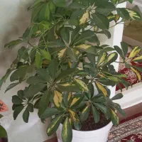 گل‌ شفلراابلق