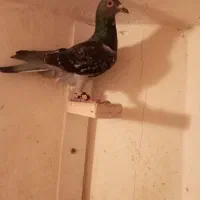 کفترصید|پرنده|مشهد, کارگران|دیوار