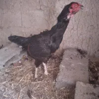 ۱ عدد مرغ لاری درجه یک یک یک تخم گذار کرچ شو مشکی