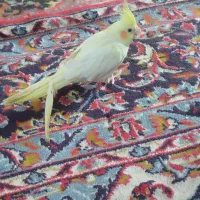 عروس هلندی