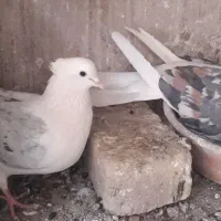 کبوتر دوکت سرور