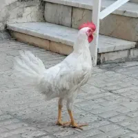 خروس برای قربانی