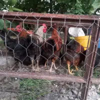مرغ و خروس