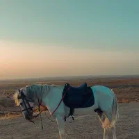 اسب یورقه دستی سالم خوش اخلاقش به ضمانت