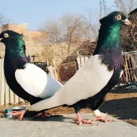 عشق بازان خراسان