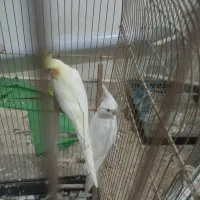 عروس هلندی