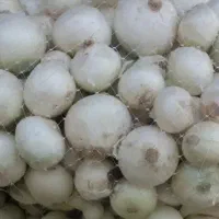 بذر پیاز سفید  زرد  قرمز