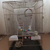 یک جفت عروس هلندی ۵ماهه