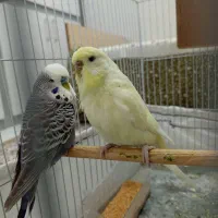 جفت مرغ عشق انگلیسی با جوجه