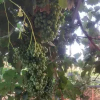 قوره  برا آبغوره  و قوره شور