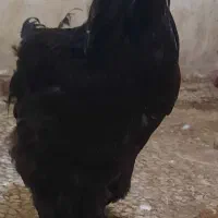 خروس برهمابلک۱۰ماهه بالغ به شرط