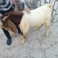 بز عراقی جوان
