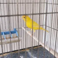 قناری نر 7ماهه ریزه خون