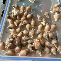 فروش جوجه حلزون آچاتینا