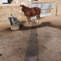 اسب مادیان جوان سرحال وچاق