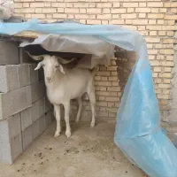 بزهای وارداتی اصل