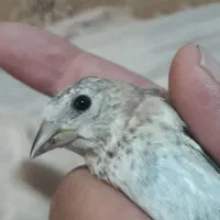جوجه سهره
