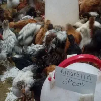 جوجه طبیعی