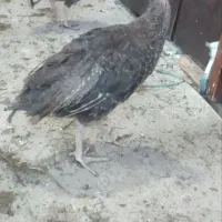 جوجه بوقلمون
