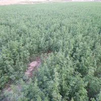 یونجه آبی بدون علف