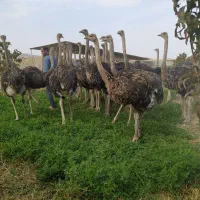 شترمرغ