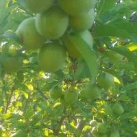۳۷من باغ