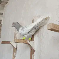 سینه الماسی و کله الماسی و سینه سیاه و کله سیاه