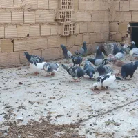 کبوتر
