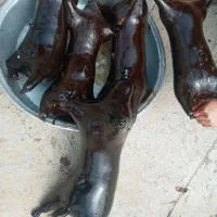 هیزه بره